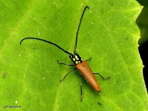 Vietnam’s Most Unique Insects: Discovering the Long-Antennae Wonders of the Tropical Forest - image 3
