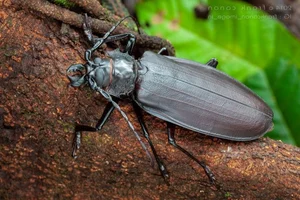 Vietnam’s Most Unique Insects: Discovering the Long-Antennae Wonders of the Tropical Forest - image 1