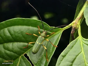 Vietnam’s Most Unique Insects: Discovering the Long-Antennae Wonders of the Tropical Forest - image 8