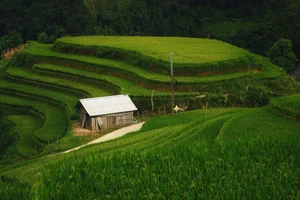 The Enchanting Golden Fields of Y Linh Ho: A Must-Visit Destination in Sapa - image 10