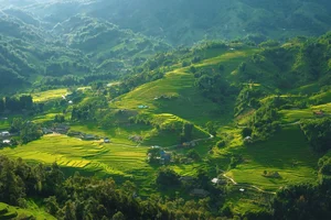 The Enchanting Golden Fields of Y Linh Ho: A Must-Visit Destination in Sapa - image 9
