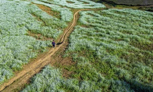 Moc Chau Winter Guide: 5 Must-Visit Check-in Spots - image 7