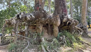 Ancient Giant Trees and Mystical Roots at Ao Ba Om Heritage Site in Tra Vinh - image 0