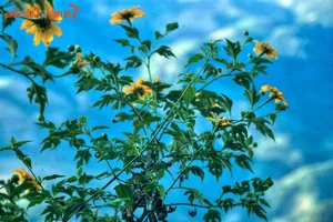 Exploring the Golden Bloom: Get Lost in the Wild Sunflower Season Across Vietnam’s Most Scenic Landscapes - image 0
