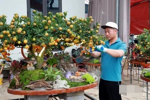 Stunning Artistic Miniature Kumquat Bonsai Trees for Lunar New Year 2026: Luxury Home Decor and Traditional Symbols of Prosperity and Good Fortune - image 0