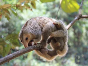 The Golden Mystery: Discovering the World’s Smallest and Most Enchanting Silky Anteater - image 0