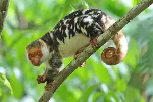 Uncover the Fascinating Truth About Oceania's Unique Cuscus - image 6