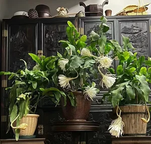 4 Indoor Plants That Bring Luck and Prosperity to Your Home - image 6