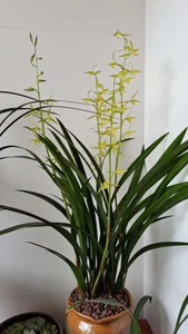 4 Indoor Plants That Bring Luck and Prosperity to Your Home - image 2