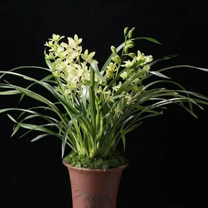 4 Indoor Plants That Bring Luck and Prosperity to Your Home - image 0