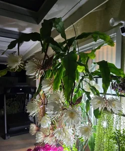 4 Indoor Plants That Bring Luck and Prosperity to Your Home - image 4