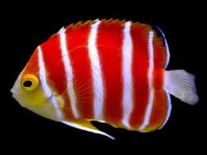 Top 8 Most Expensive Fish in the World: Luxury Aquatic Pets - image 0