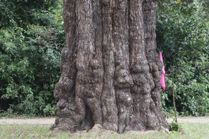 Ancient 500-Year-Old Honey Tree Recognized as Heritage in Quang Nam - image 0