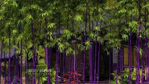 Discover the Goldfish Plant – A luxurious and unique ornamental gem bringing luck and prosperity to your home. - image 3