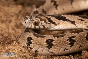 Home Safety Guide: 5 Hidden Spots Snakes Love During Heatwaves - image 2