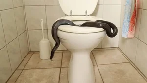 Home Safety Guide: 5 Hidden Spots Snakes Love During Heatwaves - image 0