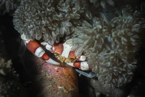Discovering the Hidden Marine Wonders of Van Phong Bay: A Deep Dive into Biodiversity - image 0