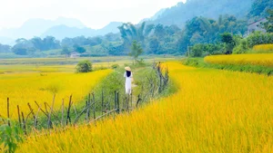 Top 100 Most Beautiful Ao Dai: A Tribute to Vietnamese Elegance - image 67