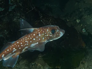Discover the haunting beauty of the 300-million-year-old Ghost Shark - image 0