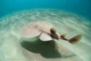 Mysterious Electric Ray: The Shocking Marine Creature Hunted by Ancient Greeks for Unique Powers - image 4
