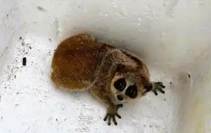 Rare Slow Loris: Adorable Red List Animal in Vietnam Needs Protection - image 9