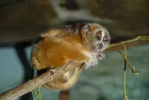 Rare Slow Loris: Adorable Red List Animal in Vietnam Needs Protection - image 0