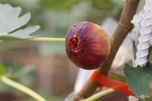 Exploring the 2-Hectare American Fig Garden in Ho Chi Minh City - image 8