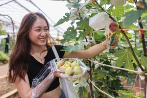 Exploring the 2-Hectare American Fig Garden in Ho Chi Minh City - image 6