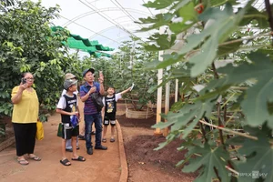 Exploring the 2-Hectare American Fig Garden in Ho Chi Minh City - image 3