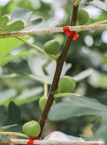 Exploring the 2-Hectare American Fig Garden in Ho Chi Minh City - image 5