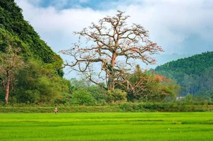 Discover the 500-Year-Old Heritage Silk Cotton Tree of Quang Binh: A Natural Wonder in Thach Hoa - image 0