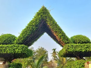 Transforming Ancient Sanh Trees into a Majestic Living Gate: Architectural Natural Art - image 0