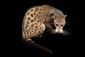 National Geographic Photographers Explore Safari Phu Quoc: A Wildlife Masterpiece - image 3