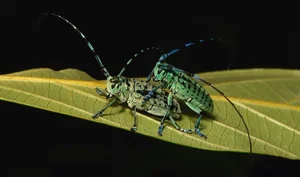 Extraordinary Long-Horned Insects of Vietnam: An Evolutionary Masterpiece in the Wild - image 7