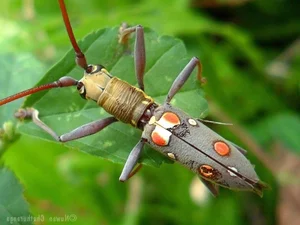 Extraordinary Long-Horned Insects of Vietnam: An Evolutionary Masterpiece in the Wild - image 3