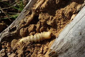 Extraordinary Long-Horned Insects of Vietnam: An Evolutionary Masterpiece in the Wild - image 2