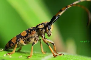 Extraordinary Long-Horned Insects of Vietnam: An Evolutionary Masterpiece in the Wild - image 0