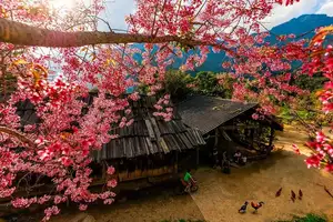 Muong Tip Children's Smiles Amidst Nghe An's Bright Cherry Blossoms - image 4