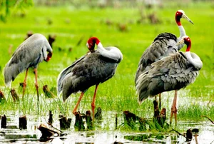 The Great Avian Return: Thousands of Wild Birds Reclaim National Park After 20 Years - image 2