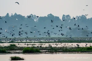 The Great Avian Return: Thousands of Wild Birds Reclaim National Park After 20 Years - image 3
