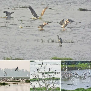 The Great Avian Return: Thousands of Wild Birds Reclaim National Park After 20 Years - image 0