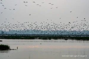 The Great Avian Return: Thousands of Wild Birds Reclaim National Park After 20 Years - image 6