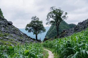 Summer Travel Boom: Ma Pi Leng Pass and Meo Vac Attract Crowds in Vietnam - image 4