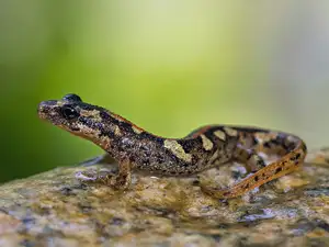 Mysterious Sardinian Brook Newt: Unique Appearance of an Amphibian in the Mediterranean - image 2