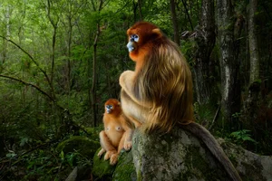 Capturing the Wild: The Most Stunning Wildlife Photography of 2024 - image 10
