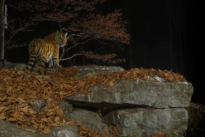Capturing the Wild: The Most Stunning Wildlife Photography of 2024 - image 6