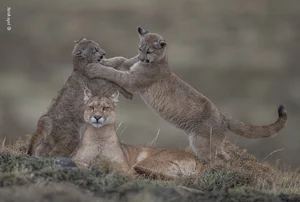 Capturing the Wild: The Most Stunning Wildlife Photography of 2024 - image 3