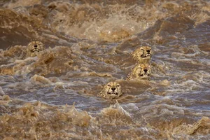 Capturing the Wild: The Most Stunning Wildlife Photography of 2024 - image 12