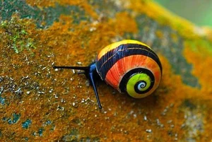 Meet the Cuban Painted Snail: Nature’s Most Vibrant Living Masterpiece - image 3