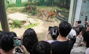 A Heartwarming Celebration: Saigon Zoo Thảo Cầm Viên Honors Retired Tiger with Special Birthday Party - image 0